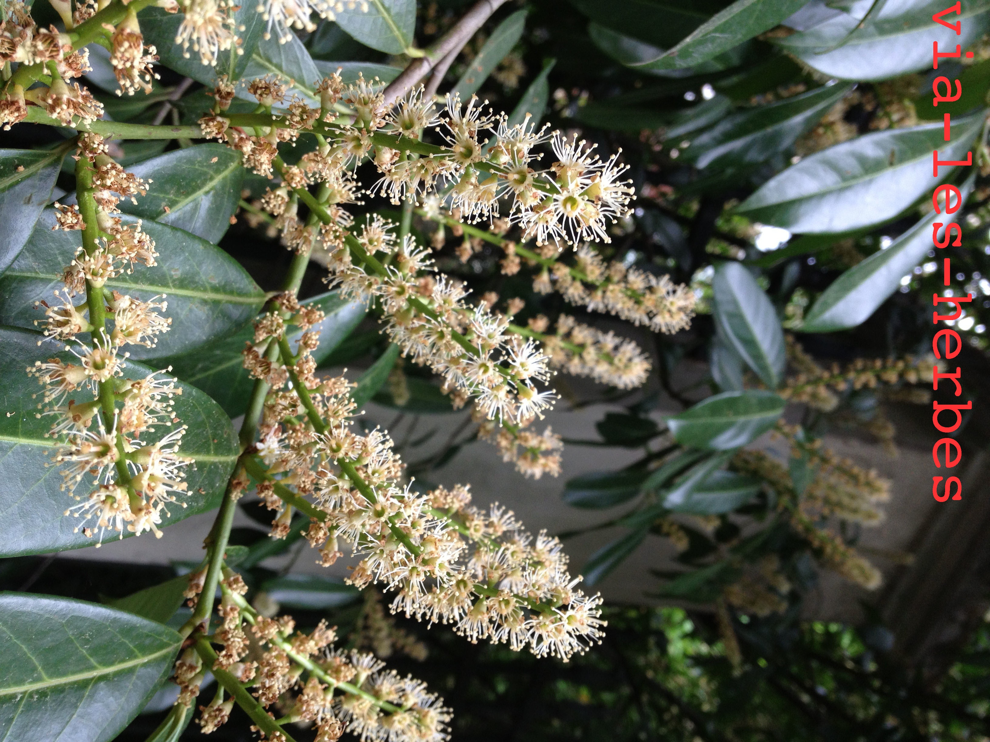 Le Laurier Cerise Plante Toxique Via Les Herbes